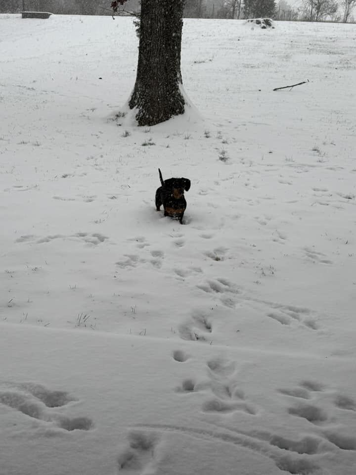 SNOW - COX CREEK - GEORGIA - ERIN ELMORE 1-5-2025 1.jpg